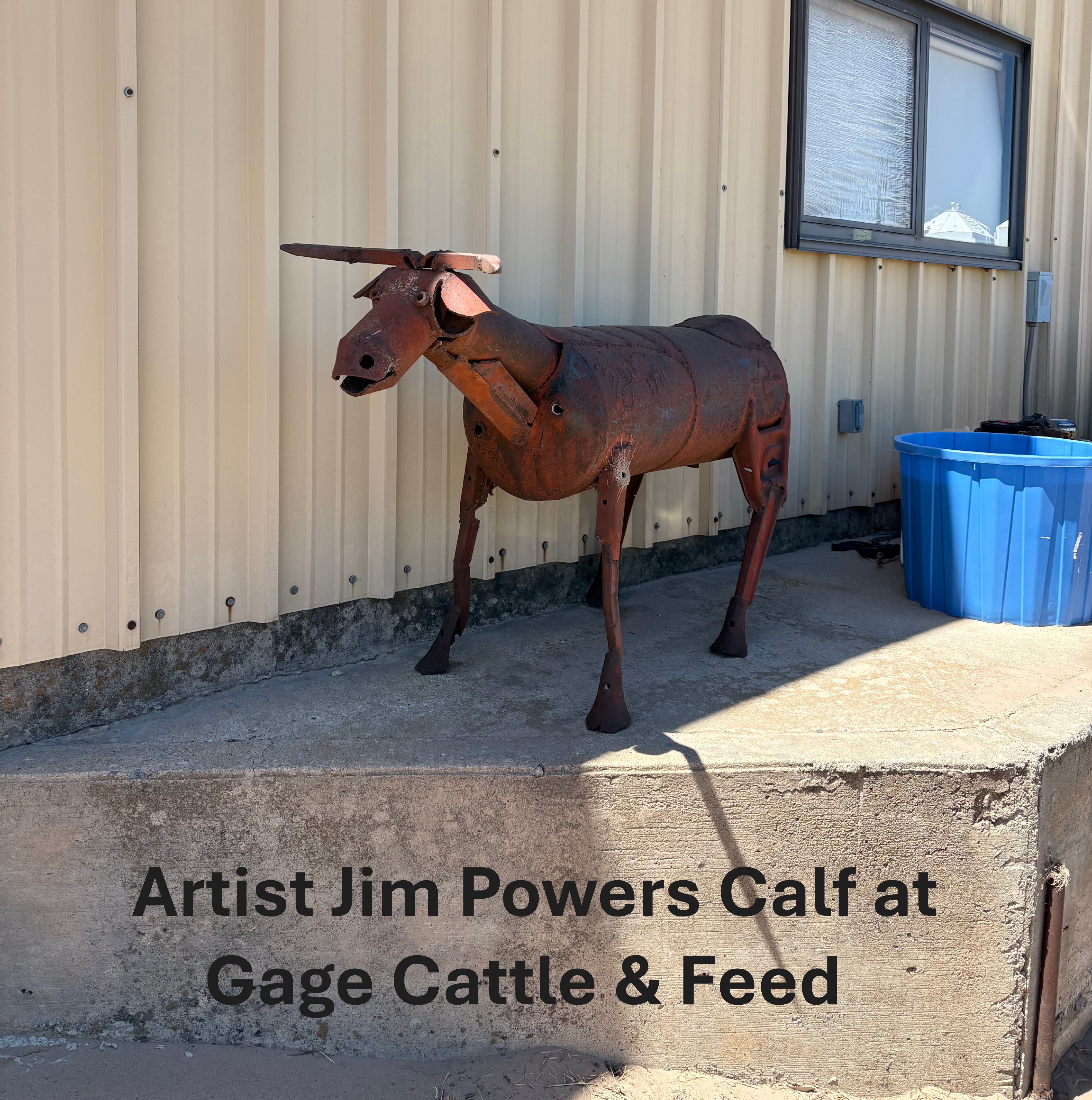 Artist Jim Powers Calf at Gage Cattle & Feed.